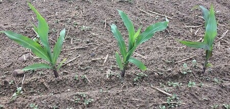 Odporność chwastów na herbicydy w uprawie kukurydzy – narastające wyzwanie agrotechniczne