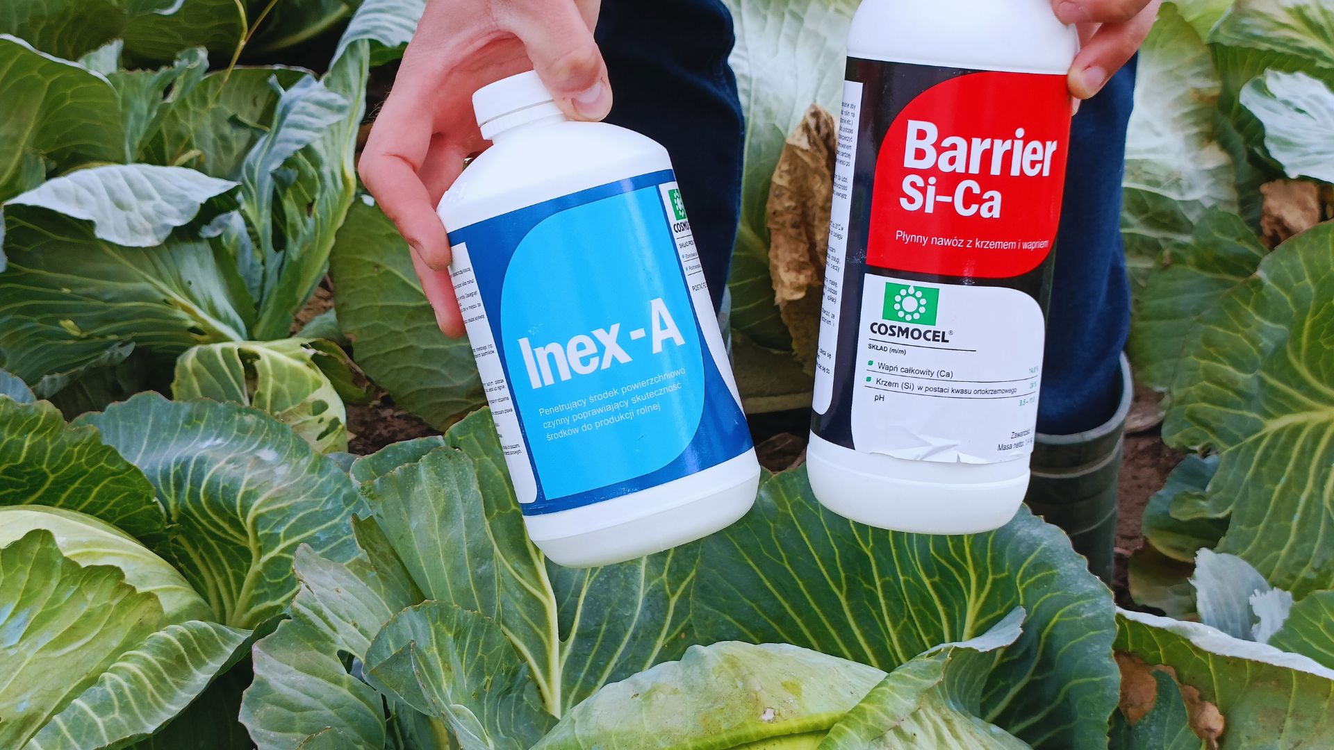 Rola adiuwantu i nawozów dolistnych w technologii uprawy warzyw