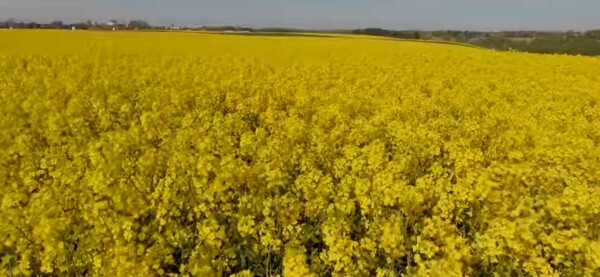 KZPRiRB: rosną ceny ofert na rzepak z nowych zbiorów