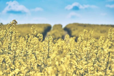 KZPRiRB: kontrakty rzepakowe znów trochę w górę