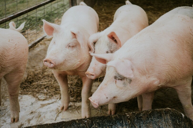Tuczniki na dnie: 4,48 zł/kg żywca, o 2,20 zł mniej niż rok temu