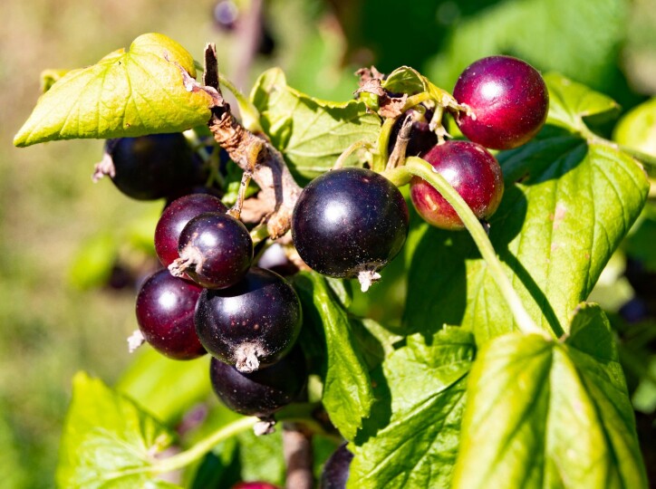 Czarna porzeczka rusza, a upał już ją suszy. W skupie 7,5–8 zł/kg