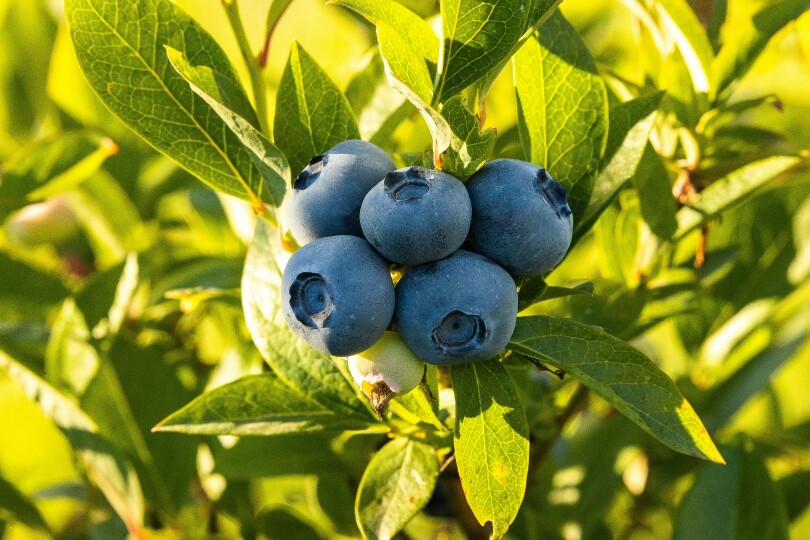 Borówka rusza po 21 zł/kg, a upał psuje porzeczkę. Ceny jagodowych na starcie sezonu