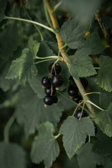 Czarna porzeczka najdroższym owocem na Broniszach — do 40 zł/kg. W skupie plantator dostaje 4 zł