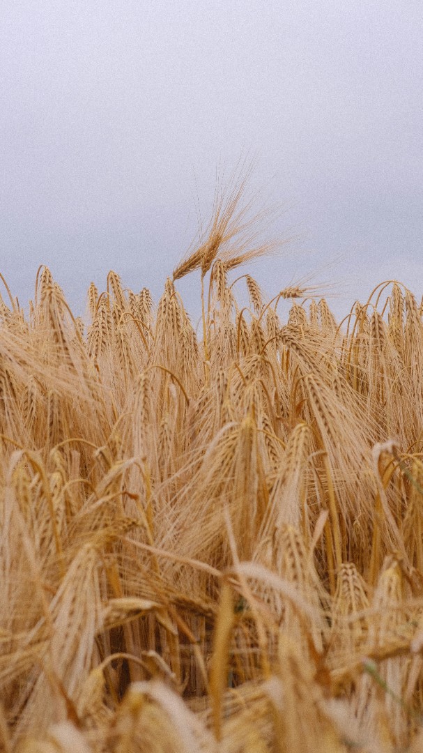 Kombajny ruszyły z impetem na zachodzie. Jęczmień po 620 zł/t studzi radość