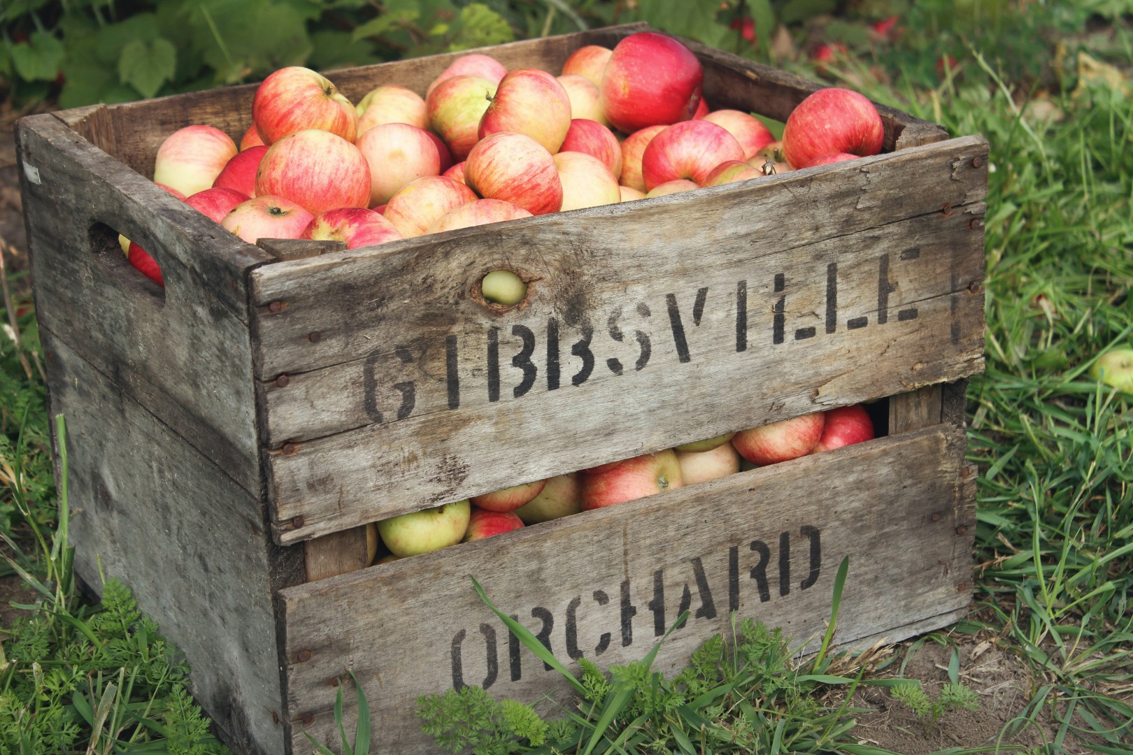 Filipiny otwierają się na polskie jabłka. 120 mln konsumentów w roku najsłabszych zbiorów