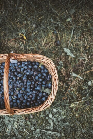 Borówka na mrożenie po 9.50 zł, a sam zbiór kilograma kosztuje do 4 zł