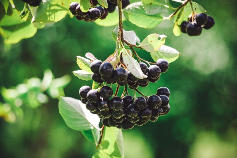 Aronia otwiera się po 4 zł. Rok temu skup zaczynał od dwóch
