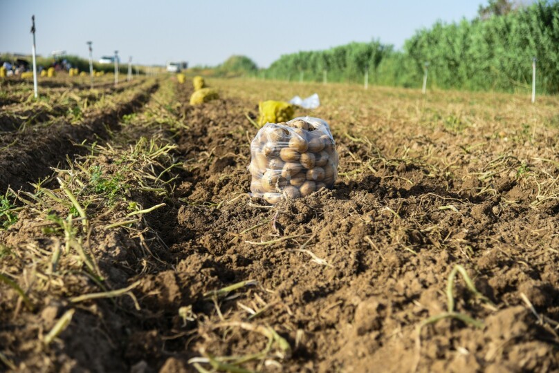 Ziemniak z pola po 30 groszy. Za tę samą bulwę na Broniszach płacą trzy razy tyle