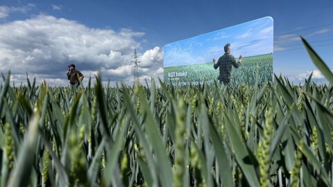 Czym kierować się, wybierając odmianę zbóż ozimych w gospodarstwie?