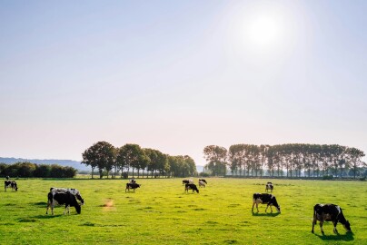Dwie osoby zginęły w korku po przejeździe traktorów. Holandia tnie obsadę do 2,6 krowy na hektar