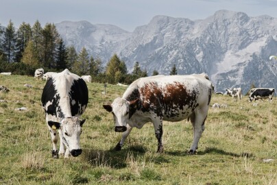 Ta sama cysterna, 2342 zł różnicy. Mleko tanieje jedenasty miesiąc z rzędu