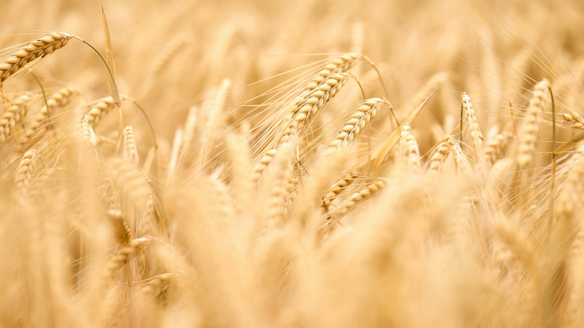 Wyższa agrotechnika dołożyła 9 dt/ha jęczmienia. Rok temu 13,4