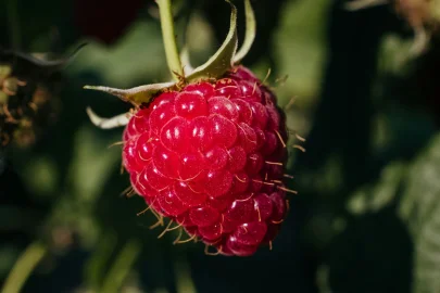 Malina na Broniszach droższa o 5 zł w tydzień. Skup wciąż płaci 16 zł