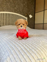 8-week-old tea-sized  Maltipoo puppies are typically small, weighing around 1.5 to 2 kg. At this age, they are lively, curious and full of energy, but still very dependent on their mothers or human ca...