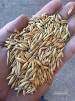 Witam

Sprzedam 60 ton owies paszowy cena 740 zl załadunek i waga na miejscu wiecej inf. 6/0/6/4/2/2/9/7/3 lub 6/9/6/1/4/4/9/8/9