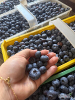 Sprzedam borówkę amerykańską sortowaną. Bardzo ładny produkt. Cena przy większych ilościach do negocjacji przy większej ilości. Rogów, koło strykowa. 