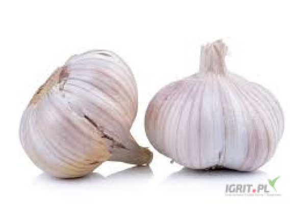 Poszukujemy rolników dysponujących ziemią do uprawy czosnku! Nasza ...