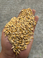 Witam
Sprzedam jeczmien ozimy 200 ton cena 760zł zaladunek i waga na miejscu numer tel. 6/0/6/4/2/2/9/7/3 lub 6/9/6/1/4/4/9/8/9