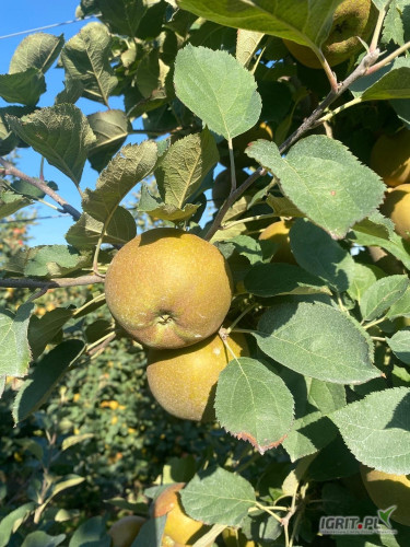 zdjecie-1