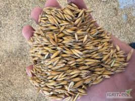 Witam

    Sprzedam owies 100/150 ton cena 560 zł waga i załadunek na miejscu wiecej inf.                                   numer     6/0/6/4/2/2/9/7/3  