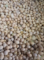 Soja GMO pochodzenie Ukraina   

                          

Parametry: 

1 Wygląd: Jednorodny produkt luzem;
2 Kolor: Żółty;
3 Zapach: Naturalny.

1 Wilgotność maks. 14%,
2 Zawartość białk...