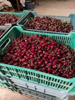 Sprzedam piękną, grubą i twardą czereśnie Cordia