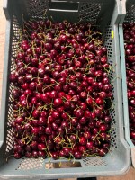 Sprzedam piękną grubą czereśnie Kordia jest twarda jak kamień nie popękana