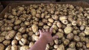 Witam posiadam duże ilości ziemniaka Riwiera -Colomba-Ignacego i wiele innych odmian zainteresowanych zapraszam