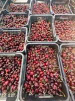 Sprzedam czereśnie różne odmiany 26++ . 2-4 tony dziennie .