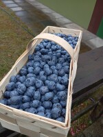 sprzedam 100kg borówki, duże owoce