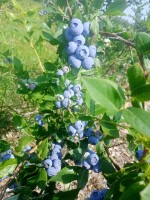 Sprzedam borówkę odmiany duke oraz bluecroop kaliber standard 12+ . Produkt wysokiej jakości bez pozostałości w badaniach.