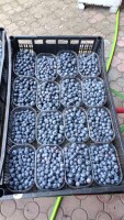 Do sprzedania Borówka Amerykańska odmiana Duke dzisiaj rwana twarda duża słodka. Ilość około 600-700kg. Pakowana w skrzynki pieczarki po 4 kg.