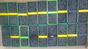 Sprzedam borówkę amerykańska  zrywana codziennie, słodką. Odmiana bluecrop. Na dziś 100kg- 150 kg
