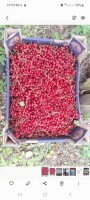 Mam do sprzedania 7 ton porzeczki czerwonej zrywanej ręcznie. Możliwość zbioru do kartonów 5kg, lub do dostarczonych paczek, opakowań.