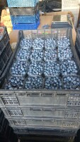Sprzedam borówkę amerykańską Duke około 700 kg świeżo rwana. Owoc twardy gruby