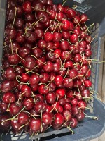 Sprzedam ok 130 kg czereśnie popękanej . Idealna na przetwory  5 zl za kg