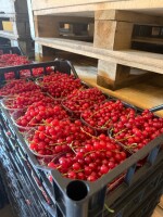 Sprzedam porzeczkę czerwoną deserową ROVADA, możliwość pakowania w mniejsze opakowanie na sklepy. 
Posiadam Certyfikat GlobalGap.
Towar zabezpieczony