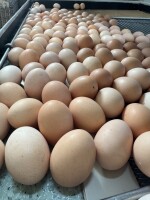 🥚 SPRZEDAŻ ŚWIEŻYCH JAJ Z WOLNEGO WYBIEGU  🥚 Oferujemy świeże jaja w rozmiarach L pochodzące z fermy kur w Karżniczce (woj. pomorskie).Nasze jaja