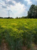 🌿 Sprzedam świeży koper z własnej uprawy 🌿