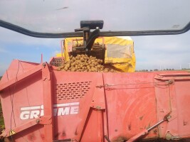 Ziemniak Riviera szykowany na bieżąco 12 zł 15kg