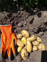 Sprzedam ziemniaki 🥔 Lilly bardzo ładna i smaczna odmiana. Ilości tirowe. Cena do uzgodnienia.