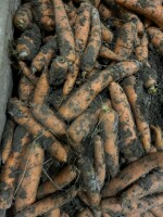OFERUJEMY DO SPRZEDAŻY BRUDNĄ MARCHEW (poch. Holandia) 60% towaru 40+ DOSTAWY CAŁOSAMOCHODOWE BEZPOŚREDNIO DO KLIENTA