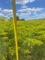 Sprzedam koper z kwiatem. Wysokość około 80-90cm Około 400-500 kg
Cena do uzgodnienia.