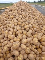 Ziemniaki Mikado 🥔