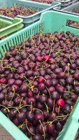 Sprzedam okolo 6 ton czeresnia skrzynki 15 kg netto  Zapraszam