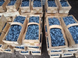 Kupię borówkę, jakość targowa, odbieram własnym transportem, płacę gotówką. W lubiankach po 3 kg. Najlepiej 200 łubianek plus. Do 11 zł kg