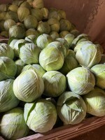 Witam sprzedam kapustę marketową -przemysłową starą i młodą zainteresowanych zapraszam ilości Tirowe