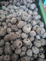 Sprzedam Borówki odmiana Blue Gold twarda grupa 14+ piękny nalot ok700kg