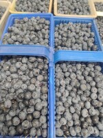 Sprzedam borówkę Bluecroop ok.200 kg oraz  Duke ok.300 kg,świętokrzyskie.